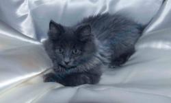 We are home based cattery , operated from Brooklyn, NY. We have 3 Siberian kittens Blue color.
Lovely ,playful , litter trained, TICA registered.
They are check by the vet, have first shots ,dewormed and Health certificated .
Please feel free to visit our
