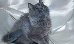 We are home based cattery , operated from Brooklyn, NY. We have 3 Siberian kittens Blue color.
Lovely ,playful , litter trained, TICA registered.
They are check by the vet, have first shots ,dewormed and
Health certificated . Please feel free to visit our