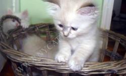 We have color point Siberian kittens. They are currently available in many patterns of Color point and different ages . Lynx point. Lynx Seal point, Seal point, Blue point, Red point. They are checked by the vet, have first shots dewormed and Health