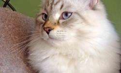 We have color point Siberian kittens. Beautiful cats with deep blue eyes .They are currently available in many patterns of Color point and different ages . Lynx point. Lynx Seal point, Seal point, Blue point, Red point. They are checked by the vet, have