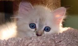 We have a new litter of SIBERIAN kittens. They are currently available in many patterns of Colorpoint. Lynx point. Lynx Seal point, Seal point, Blue point, Red point.When they will be 8 weeks old, they will be check by the vet, have first shots dewormed