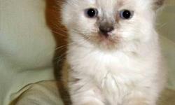We are home based cattery , operated from Brooklyn, NY. We have a new born, Siberian kittens with different colors.
1. Female- SEAL TORTIE COLOR POINT with WHITE ;
1. Male- BLACK MACKEREL with WHITE
Lovely ,playful , litter trained, TICA registered.
When