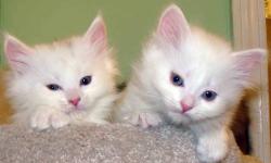 All kittens - socialized. Means they are trained to go to litter box, do not scratch furniture or people, very playful and extremely happy kittens.
The kitten on the picture is very rare White color with different eye colors . From a championship blood