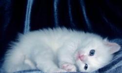 All kittens - socialized. Means they are trained to go to litter box, do not scratch furniture or people, very playful and extremely happy kittens.
The kittens on picture's is very rare White color with BLUE,GOLD,GREEN eye color and different ages.
From a