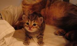 Hello, we are Simply Siberians, Siberian cat breeders.There is 2 available kittens currently from litter in photos. All kittens are TICA registered purebreed Siberian Kittens with Champion bloodlines. All breeder cats have been tested and researched for