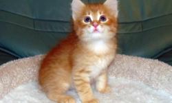 Red color TICA registered Siberian kittens.3 male's-2 months,5months and 1 year.
Hand raised, never caged, and highly socialized with other cats, healthy, playful, and active, litter train, and ready to go to new home.
Have babies? shots, health