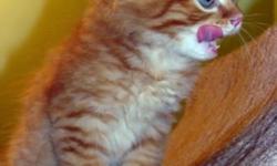 Red/white TICA registered Siberian kittens.
Hand raised, never caged, and highly socialized with other cats, healthy, playful, and active, litter train, and ready to go to new home.
Have babies? shots, health certificate. Parents are in promises - TICA
