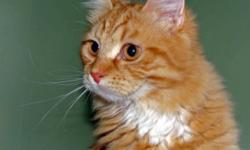 Red/white TICA registered Siberian kittens.2 male's-5 months and 1 year.
Hand raised, never caged, and highly socialized with other cats, healthy, playful, and active, litter train, and ready to go to new home.
Have babies? shots, health certificate.