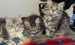 Very beautiful litter of Siberian kittens, pure bred and all leave our home with certified health check. Siberians are known for their hypoallergenic traits, many people who suffer from cat allergies do not have the reaction with Siberians. Our sire was