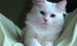 I note that many cat lovers think, a white cat, to looked pure white it must be bathed, but it is not. Enough ,Siberian cat, just brush once a week and it will be a beautiful animal in the house, which beautify any home.
On the picture's is female 1 year