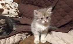 These Siberians are certified and adorable. We have both female and males available. Parents on premises if you wish to see, they are gorgeous and extremely affectionate. Raised in a home with other dogs and cats they are very socialized and should do