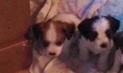 I have 2 males Silkalier puppies left they are ready to go. Silkalier is a mix of a silky terrier and a cavalier king charles. They are a non shedding breed that are very lovable and one of a kind. They will weigh around 20lbs full grown. They are family