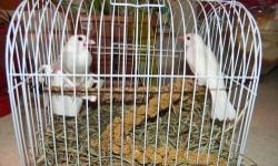 I have a few White Silkie chicks available at $8 each or 3/$20. They are free range and will develop into either straight silkies or bearded silkies. They are fun little chickens and make great pets for children. We are not mass producers of these we are