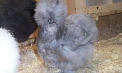Up For Sale Are Approximately (15) Bearded Japanese Silkie Bantams. We Have For Your Consideration White And Partridge. Most All Are Pullets/Hens. NO SHIPPING!! $30.00 Per Chicken With A 2 Chicken Minimum Purchase So They Are Not Going To New Homes Alone.