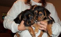 Silky Terrier pups 8 weeks old , 2 girls and 3 boys.no papers, sweet playful babies, wonderful family dog ,non shedding, long haired, wormed and vet checked, friendly , great with cats and other dogs, will grow to about 12 lbs, for more info call 585 204