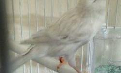 1. Bird : Silver Opal Canary
2. Age : Around 10 months
3. Price : $ 70 ( Only Cash )
4. Song : Sings all day long
5. Breeding : He got 5 babies last time
6. Area : Woodside (Queens)
7. Pick up Only ( No Shipping )
8. Condition : Very Good ( No problems