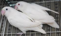 This pair is proven. Just started laying eggs. Female is albino and male is all white with black eyes. Have gave me 3 clutches. Lays 4-5 eggs, all hatch. Babies are either albinos or all white with black eyes. $325 for the pair.
If interested, email me or