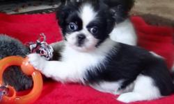 For the first time ever, we have a litter of all little girls. Mom is a Shih Tzu and Dad a Pekingese. They are both family pets that have one litter a year together. 5 of the girls are black and white in color and one is tri colored. They will leave with