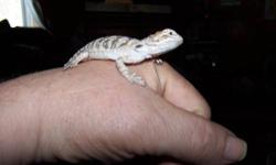 I have some baby bearded dragons to get rid of as I am downsizing and need to rehome some of them.I am asking a rehomeing fee of 20.00 to cover cost of raising and feeding the little critters. I want them to go to someone who has experence raising them or