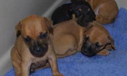 Puppies in Rescue - IMPS Miniature Pinscher Rescue has 3 female Min Pin Mix puppies for adoption. (mother is Min Pin x Dachshund) Reserve yours now for placement the end of July.
All puppies have been vaccinated, wormed, microchipped, receiving Heartworm