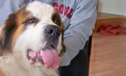 Smaller sized very cute AKC St Bernard girl is looking for a good home. She is very independent, not noisy, quiet dog, with loving personality. Very soft and not rough. LOVES kids. She is 5 years old. Microchipped, all shots up to date. Intact. All