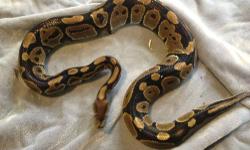 I have a few snakes to sell, all are healthy, 3-6 feet long, eating frozen/thawed rats or mice.
1. Female Ball Python.....................................$100.....now $75
2. Male Abbott-Okeetee Corn..........................$45.......now $35
3. Female