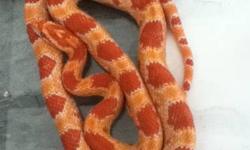 I have a few baby snow morph corn snake. They are all unsexed. Feeding on frozen/thawed pinkies weekly. Right now they're at least 12 inches long. Very well started and a great beginner snake.
I will only respond to serious inquiries with a contact