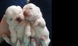 Hi
Two Beautiful Imperial (smaller size)
Shih tzu girls
One is Pure Snow white
The other will be a white,
with Red cream Markings, like mom :)
I have included a pic of mom
I dont have pics of dad just yet
Both are little itty bittys
They will be:
CKC