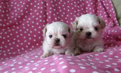 Hi
Two Beautiful Imperial (smaller size)
Shih tzu girls
One is Pure Snow white
The other will be a white,
with Red cream Markings, like mom :)
I have included a pic of mom
I dont have pics of dad just yet
Both are little itty bittys
They will be:
CKC