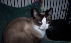 Snowshoe - Klaus-adopted - Small - Adult - Male - Cat
Look deep into my blue eyes as I mew sweet nothings. I'm a handsome young man, only about a year and half old, and I'd love to be your true love. If you enjoy purrs in your ear and a kitty in your lap
