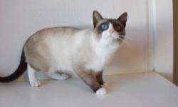 Snowshoe - Tarsha - Medium - Young - Female - Cat
This Showshoe Siamese beauty is Tarsha. She's an energetic, playful cat - a bit of a tomboy. She's a little over a year old. She has allergies of unknown origin, so she takes a daily Zyrtec pill. Due to