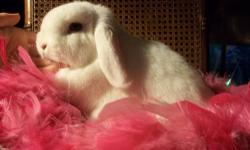 I have a small rabbitry located in Western NY called Cobblestone Rabbitry and we breed various breeds of rabbits. Currently, we have the following rabbits for sale.
name - age, gender - color- ped., reg. g.c., - price
Dutch
Emily - sr. doe - black -