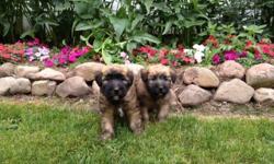 Sweet, adorable wheaten terrier puppies! I have three boys available, they are 8 weeks old and come with their registration papers, first shots and all deworming, written health guarantee, micro chip, and training packet. These pups are great family pets,