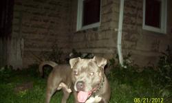 at working mans price parents on site/ rook x cherokee gotti /edge and cena / diamond kracker jack grand son gotty/mikelands/old fam red game blood if you put your pick in do it quick will not last must see top quality real apbt trip reg on parents will