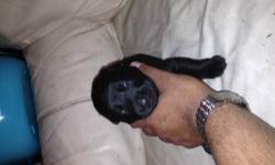 Akc register pure bred solid black german shepherd puppies for more info call or text me at 3477411313 or 3478251313