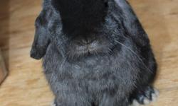 Adorable Holland Lop male rabbit available. He is sweet and friendly and used to handling. he has a full pedigree and should stay smaller. He will probably be about 3 1/4 to 3 1/2 lbs. fully grown. He is 4 months old now.
Please inquire if interested.