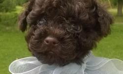 Solid chocolate male tiny Toy Poodle puppy. Born 7/11/14. Ready to go to his new home September 5. He comes with age appropriate vaccines and worming. Also a 2 year health guarantee. His Mother is a 5 lb solid chocolate and Dad is a 4 pound Chocolate