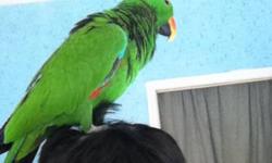 For Sale!!!
Solomon Island Eclectus Female
3y/o very tame and can be handled by everyone- yes even strangers
can be a good breeder as well - layed an egg recently.
Perfect condition and healthy!!
No Shipping- must pick up.
Scammers Beware
Im open for