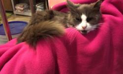 Please come meet Sophia Loren in Bay Ridge, Brooklyn.
This beautiful, long haired, gray and white sweet girl is about two years old.
Sophia Loren is up-to-date with her vaccines and was recently spayed.
Sophia Loren would be good in any household --- as a