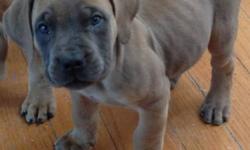 8 week old Boerboel Puppies from quality American & South African stock. Temperament tested, health certificates & vaccinated. Fawns, rare blues & blue fawns available.