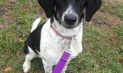 Spaniel - Daisy - Large - Young - Female - Dog
CHARACTERISTICS:
Breed: Spaniel
Size: Large
Petfinder ID: 24494575
CONTACT:
Elmira Animal Shelter | Elmira, NY | 607-737-5767
For additional information, reply to this ad or see: