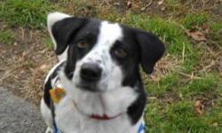 Spaniel - Stewie - Small - Adult - Male - Dog
Do You Have a Pair of Running Shoes & Time To Spare?
Then look no further?Stewie is here waiting for you!
Stewie is a 4-year-old spaniel/beagle mix (a Speagle?) whose high-energy level is one of the reasons we