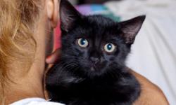 If you are looking to adopt a sweet and loyal companion, ensconced on your lap - Sparky is your boy. He is greater than a spark-plug, and just loves to play.
Please contact Itty Bitty Kitty NY at 1-917-889-5896.
Sparky is about ten weeks old, and is very