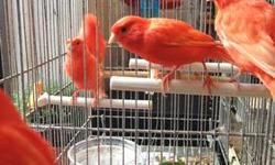I have just a few pairs of BEAUTIFUL Red Factor Canaries available for you to bring them home. They are between 6-8 months old, so they'll be perfect for breeding season. They're all very lively, evenly colored and healthy birds. It's difficult to find