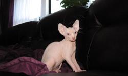 Gorgeous Sphynx kittens for sale.
Energetic, curious, playful, sociable, easy-to-care, vaccinated,
cat litter trained, ready to go.
Call or text 908-812-2001 for more information.
Vlad