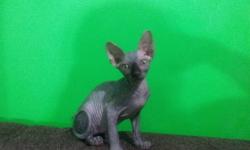 sphynx female,1 year old,UTD on shots,de-wormed,vet papers,if interested please contact