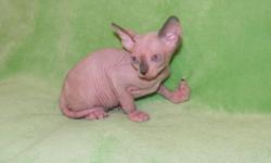 Canadian sphynx female,DOD april 19th,available at 10 weeks old
seal/bicolor pointed with blue eyes,coming UTD on shots,dewormed,litter box trained,vet health papers and health guarantee for 1 year,TICA registered and with breeding rights available
For