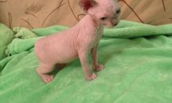 Sphynx female white color with pointed nose and ears,ready to go UTD on shots and dewormed