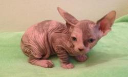 Canadian sphynx female,tortie color with green eyes,availablein bout 2 weeks
Coming UTD on shots,dewormed,vet health papers,one year health guarantee,TICA registration
Parents are Felv/Fiv tested also have GI profile fecal test
For more information or