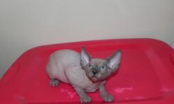 Sphynx female,available end of august
Blue point color
Coming UTD on shots,dewormed and vet health papers,one year health guarantee contract
For more information please contact 347-303-9397